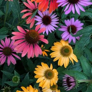 Meet your Posher, Robyn